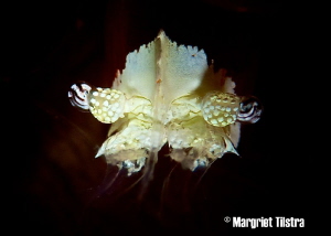 Eyes of a Mushroom Coral Shrimp
Nikon D80, Ikelite housi... by Margriet Tilstra 